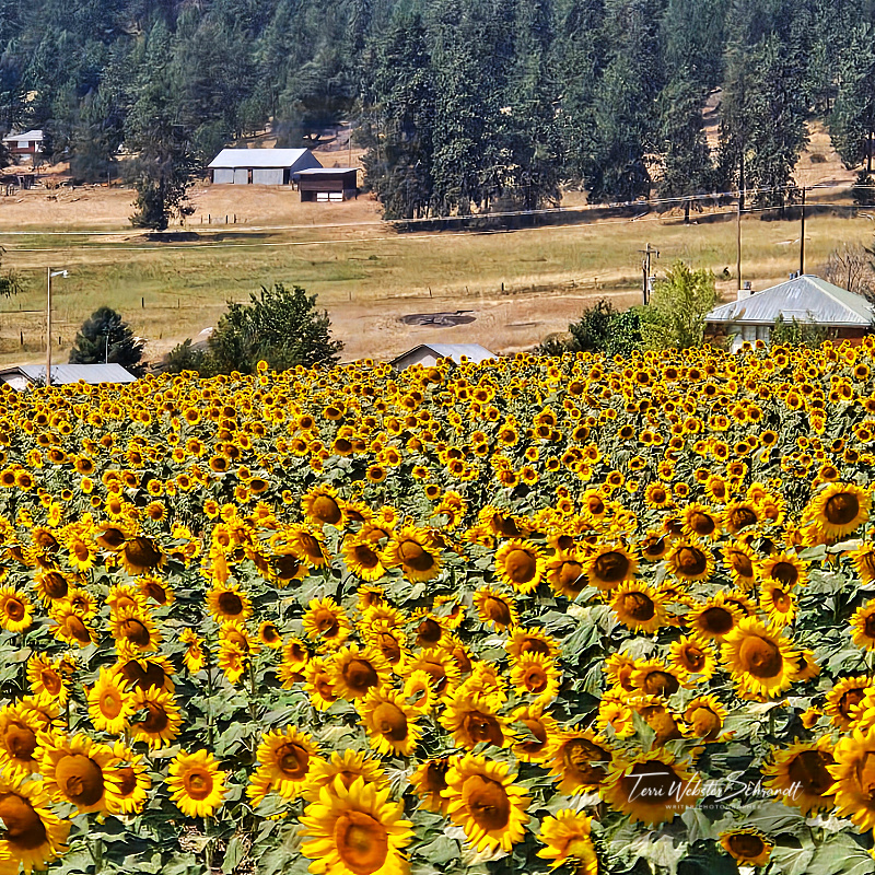 Sunday Stills Monthly Color Challenge: #Yellow Hues Featuring Ochre and Saffron
