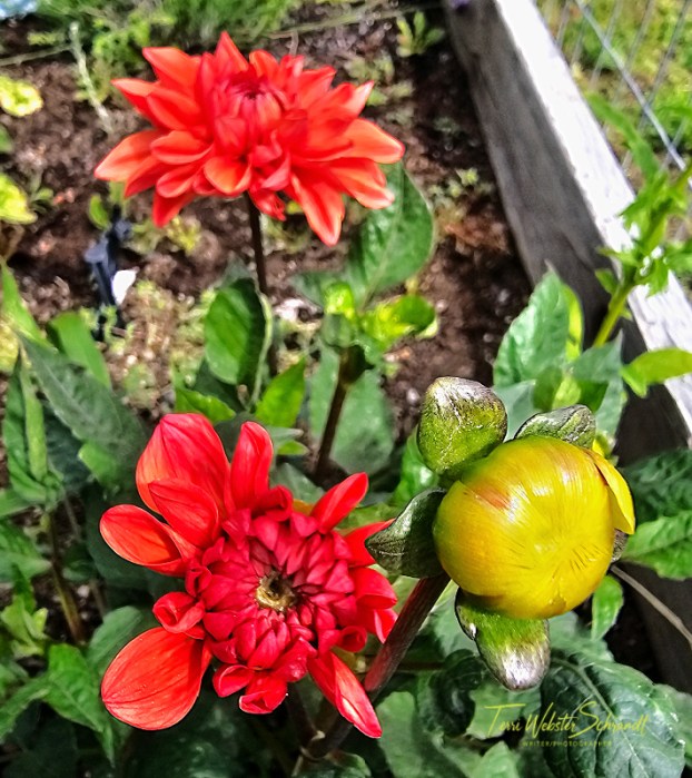 Red dahlias