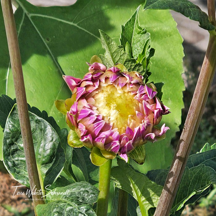 Opening dahlia