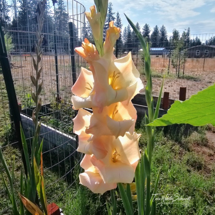 peach gladiolus