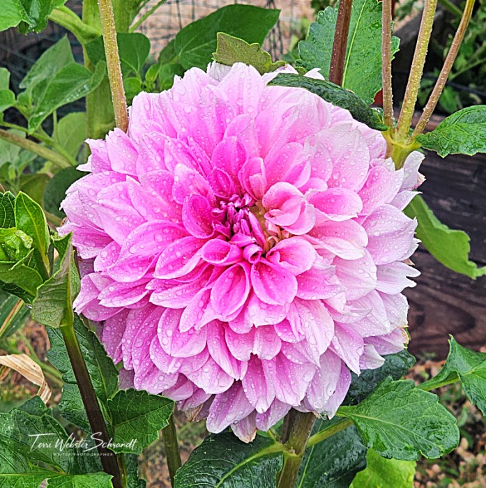 lilac dahlia