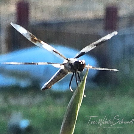 dragonfly