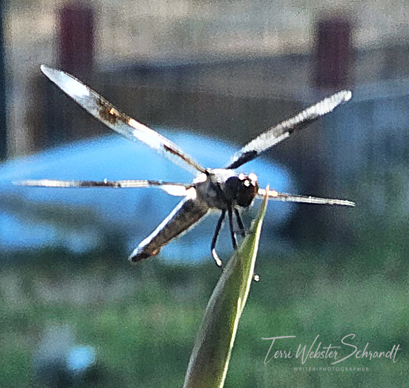 Sunday Stills: Seven Creepy Crawly&nbsp;#Insects