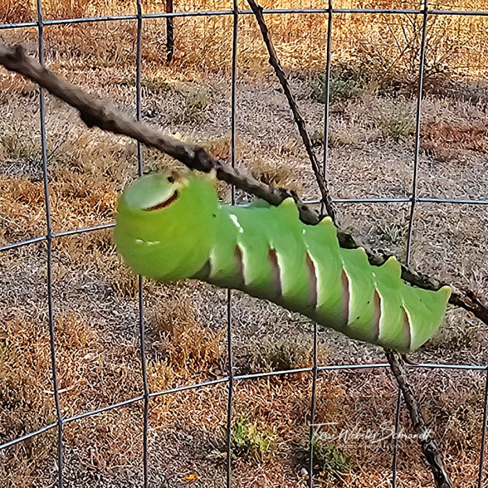 Hummingbird Moth caterpillar