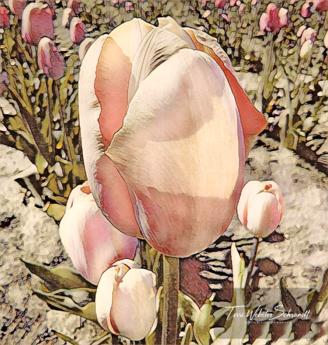 Peach Tulip