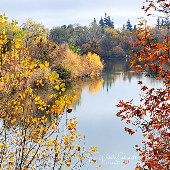 autumn leaf reflections
