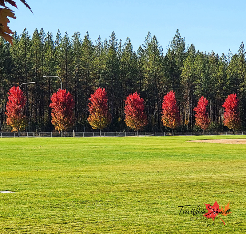 Wordless Wednesday: Impatient for&nbsp;#Autumn