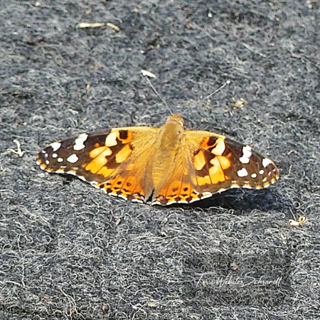 orange painted lady butterfly