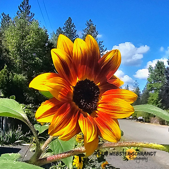 orange sunflower