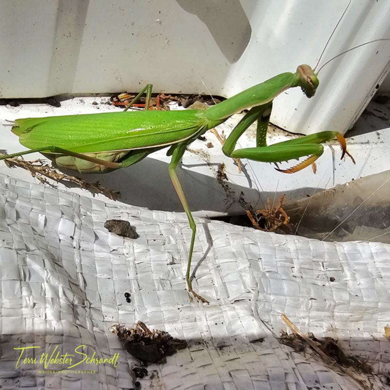 Green mantis