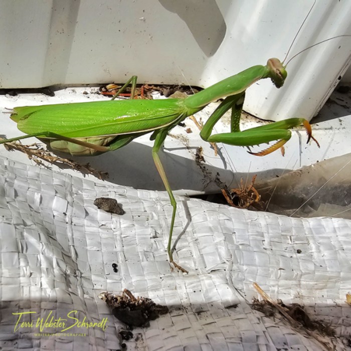 Green mantis