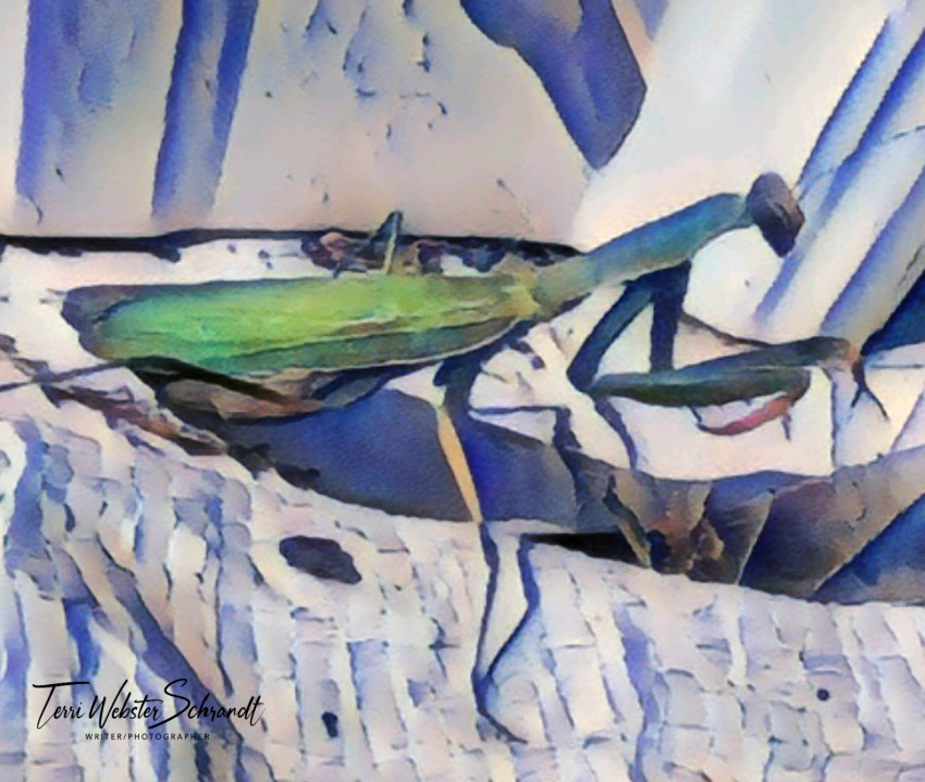 Green Praying Mantis