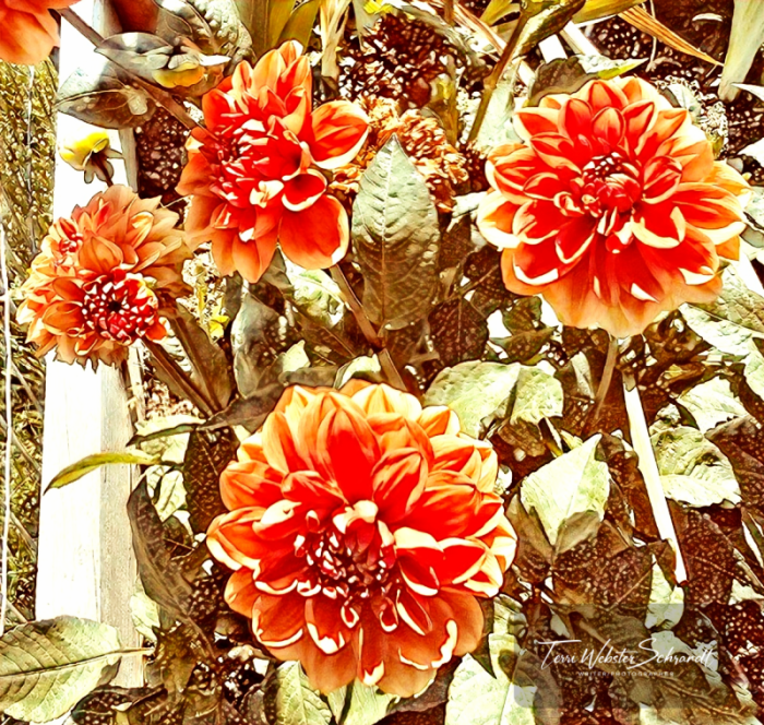 orange dahlias
