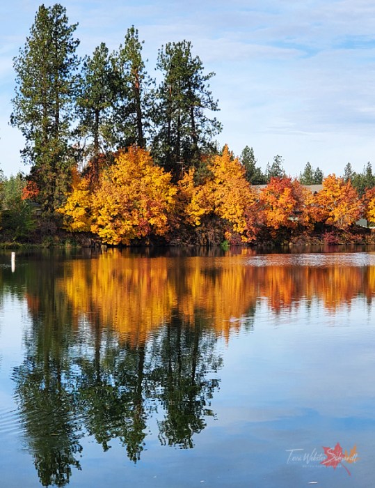 Yellow trees evergreens reflection