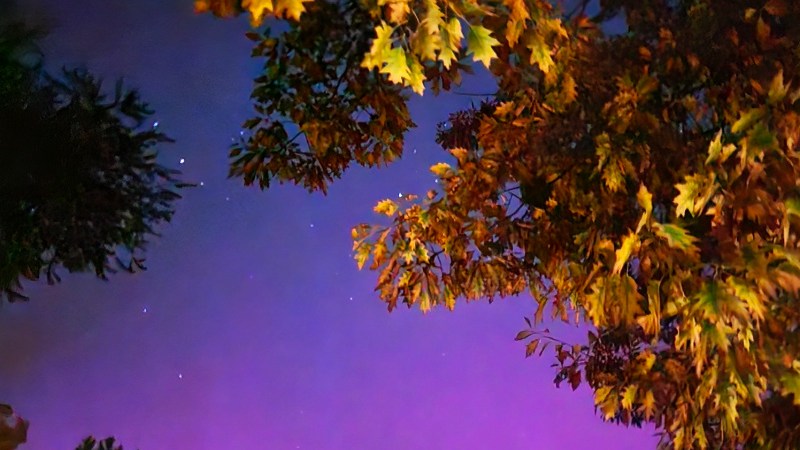 Leafy Northern Lights