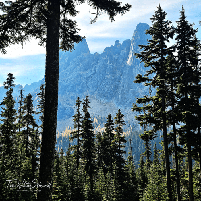 Engelmann Spruce trees