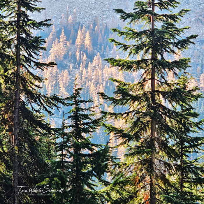 Pines and Western Larch