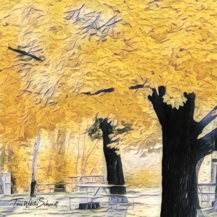 filtered Yellow Norway Maples