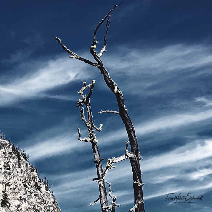 Trees twisted by fire