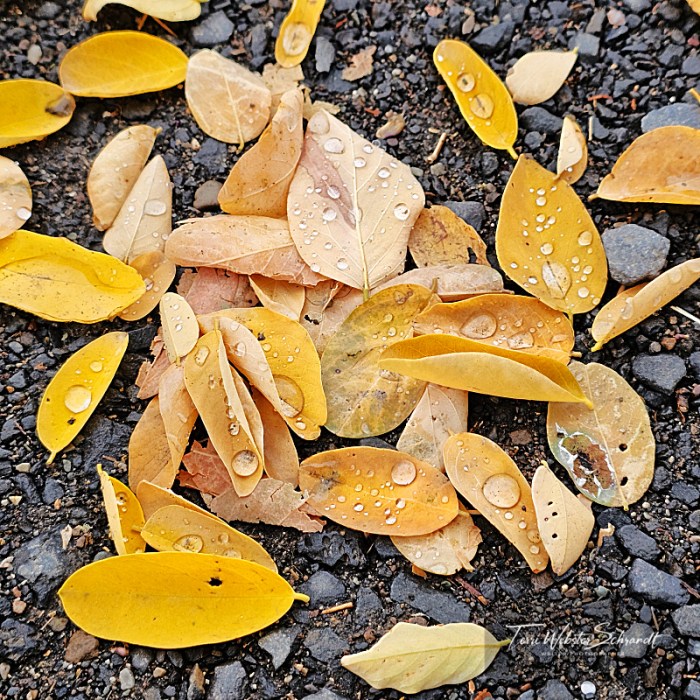 Fallen Yellow Leaves
