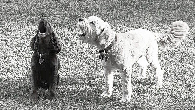 two dogs howling