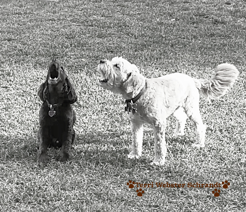 Wordless Wednesday: Happy&nbsp;Howl-o-Ween!
