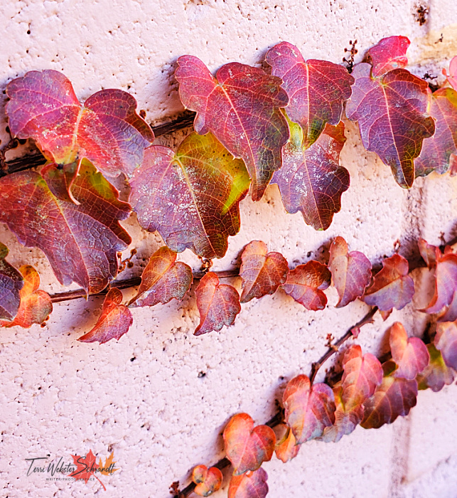 Red Autumn Leaves on a wall