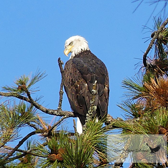 Perched Bald Eagle