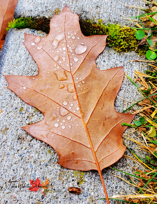 Brown oak leaf