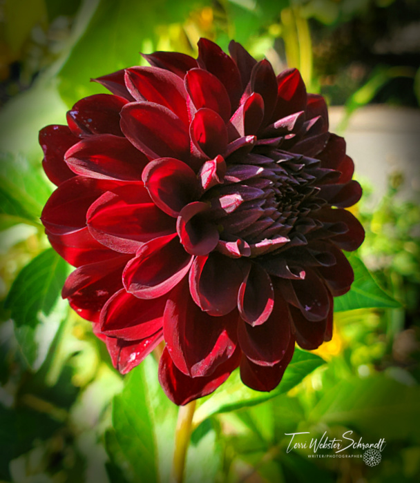 Auburn Dahlia