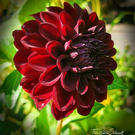Auburn Dahlia