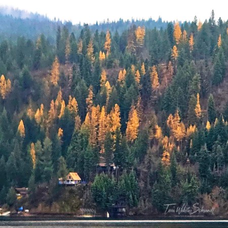 Golden Larches on hillside