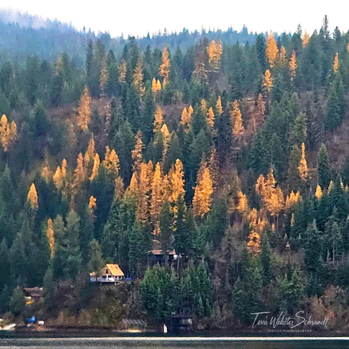 Wordless Wednesday: Festival of&nbsp;Larches
