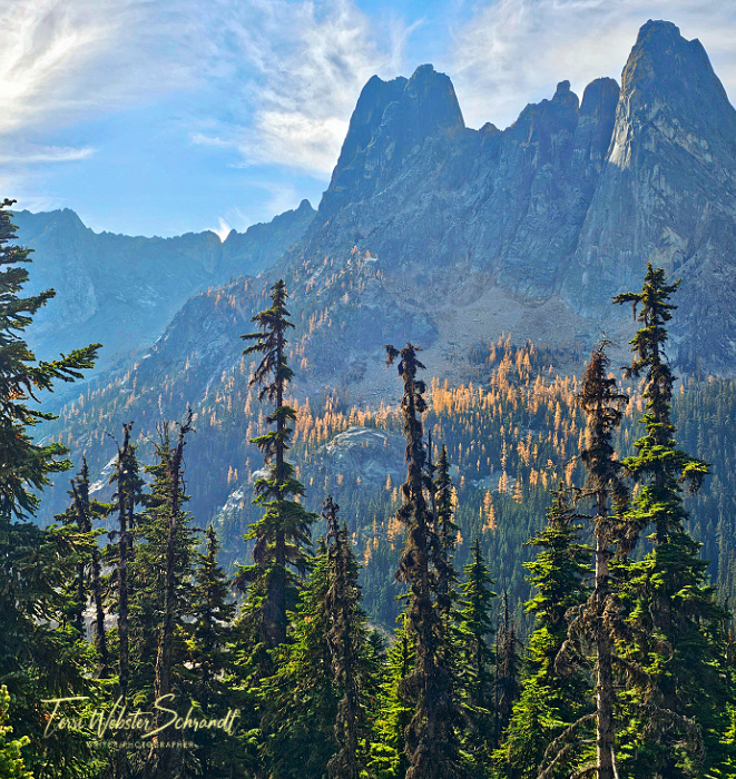 western Larches Cascade range Washington