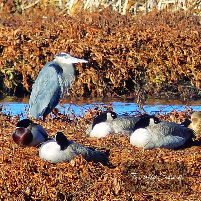 Blue Heron and Canada geese
