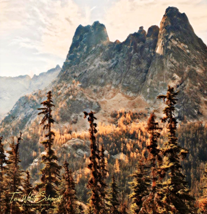 Filtered Larch trees