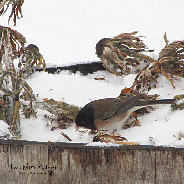 brown bird in snow