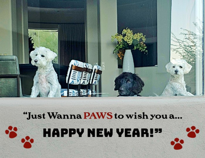 dogs with quote
