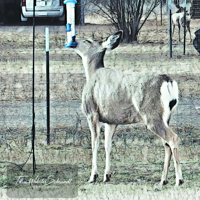 Mule deer at the bird feeder