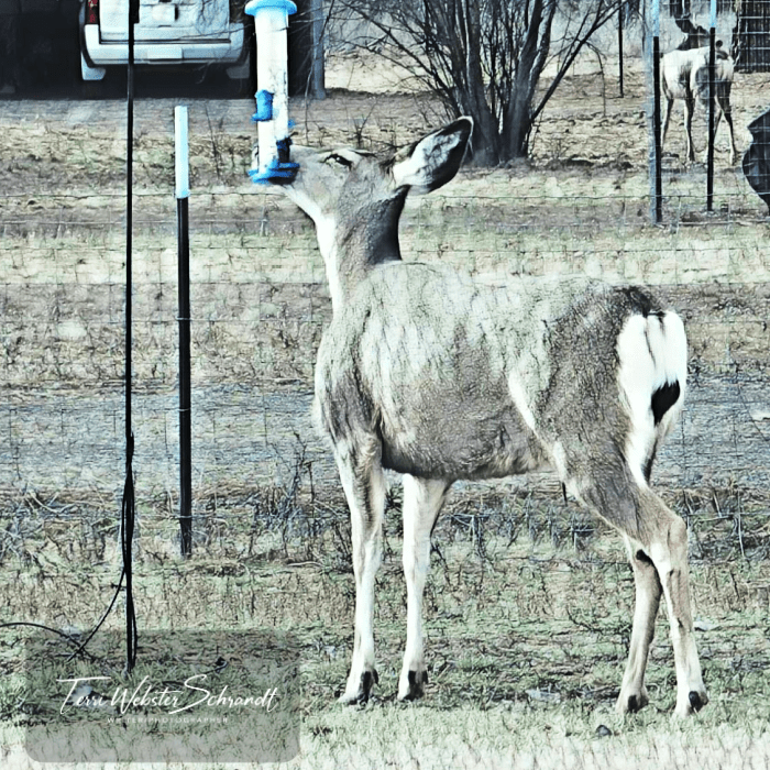 Mule deer at the bird feeder