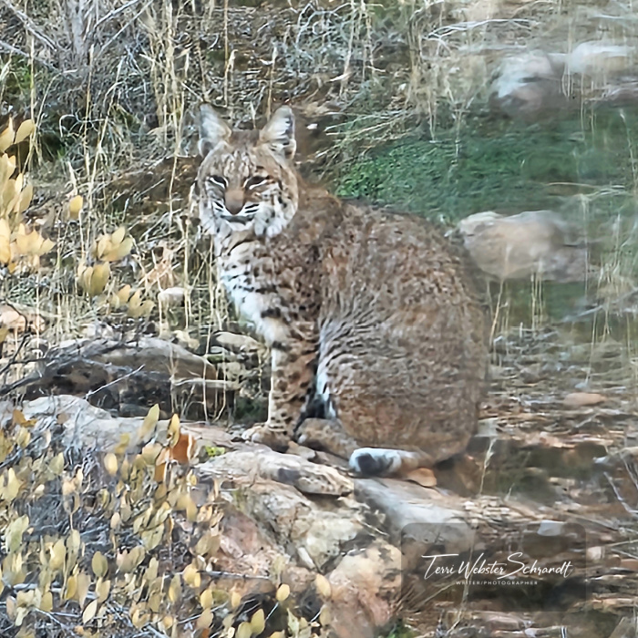Mexican Bobcat