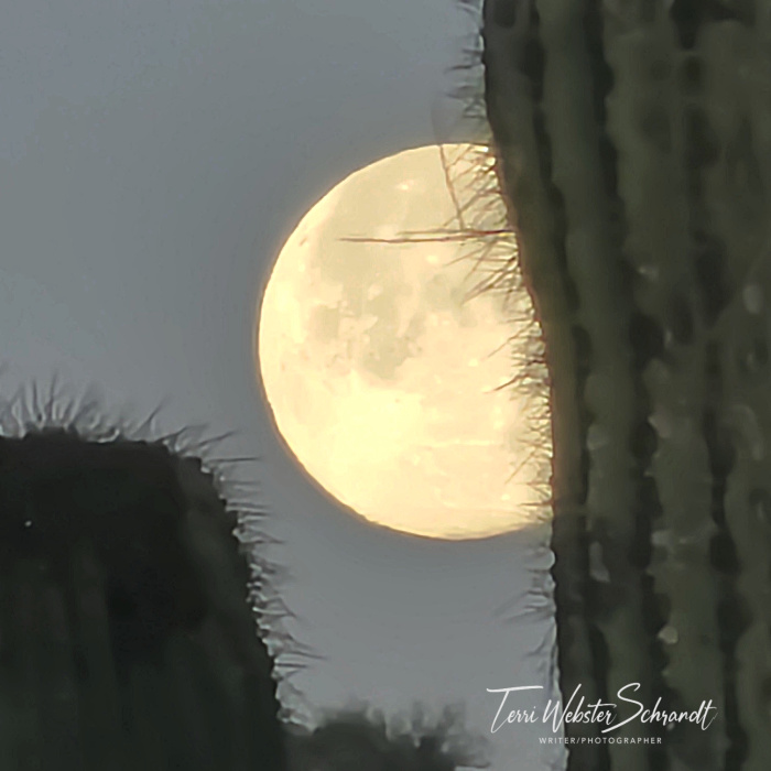 Desert Moon