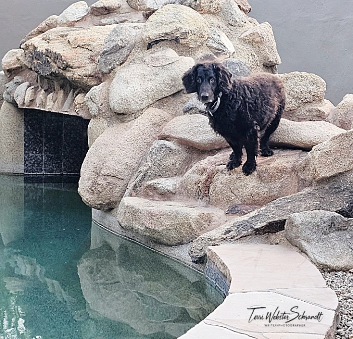 dark brown dog on white rocks