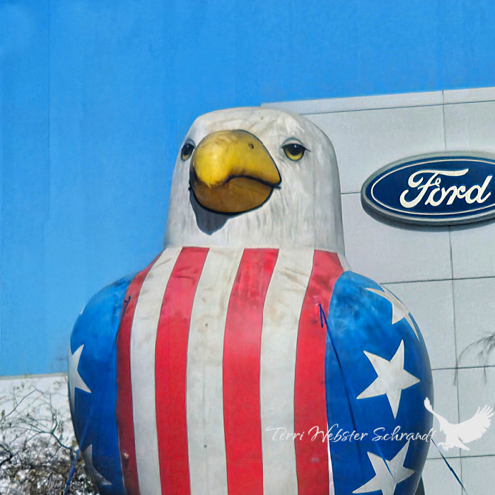 Wordless Wednesday: US National&nbsp;Bird