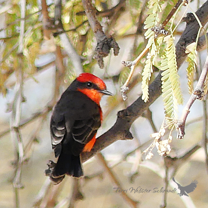 red and black vermilion flycatcher