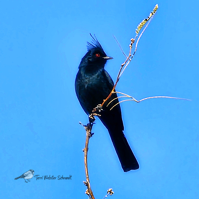 Black Phainopepla bird