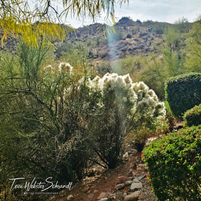 Desert Broom Bush