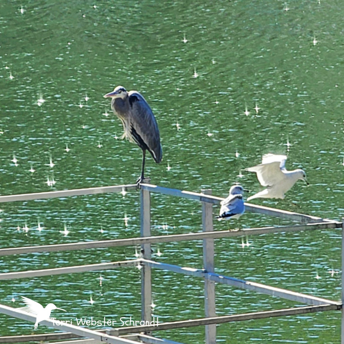 blue heron and seagulls