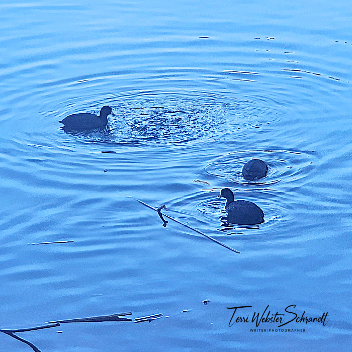 black coots