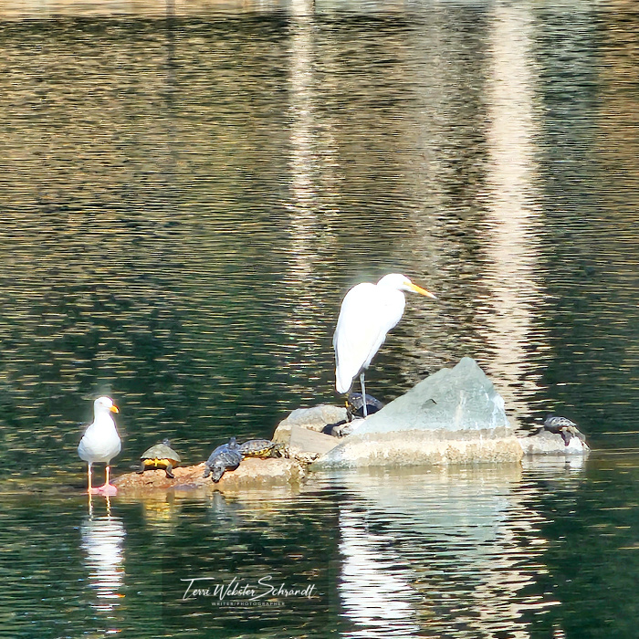 White egret and seagull